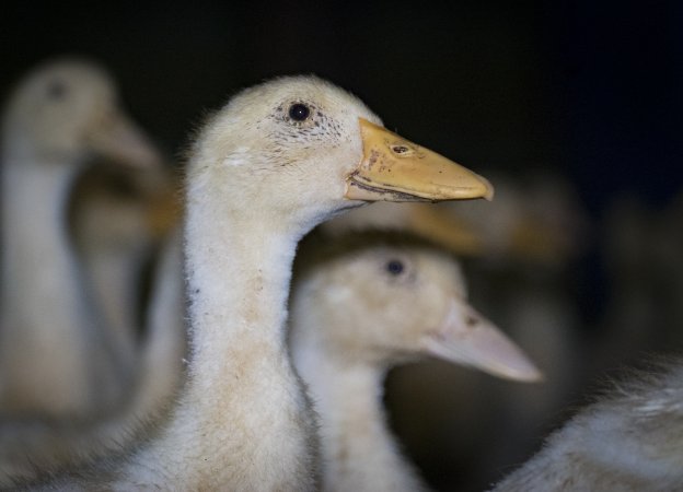 Australian duck farming