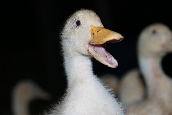 Australian duck farming