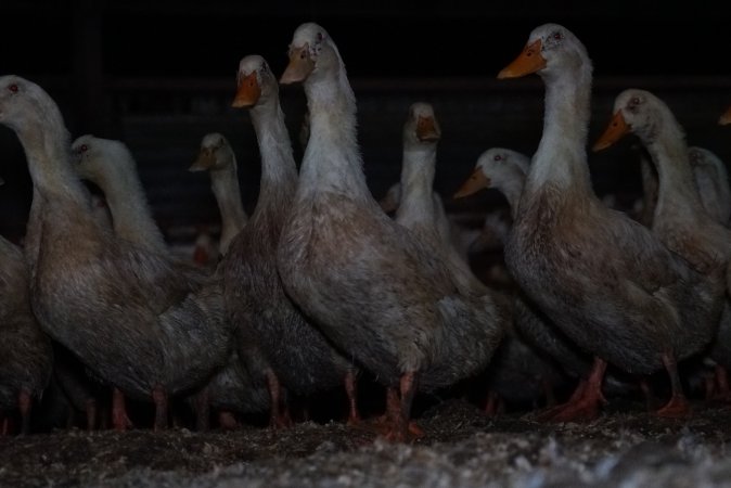 Australian duck farming