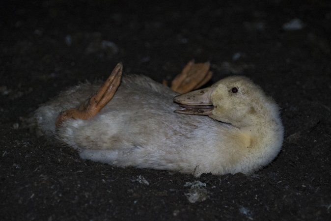 Australian duck farming