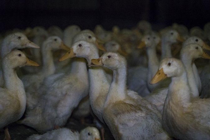 Australian duck farming