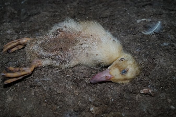 Australian duck farming