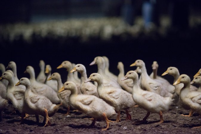 Australian duck farming