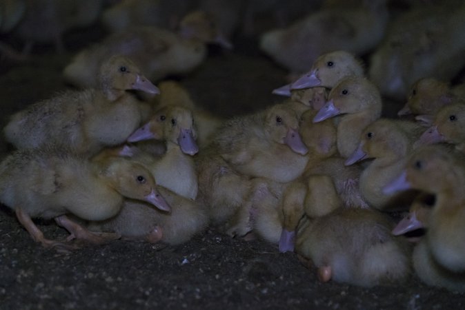 Australian duck farming