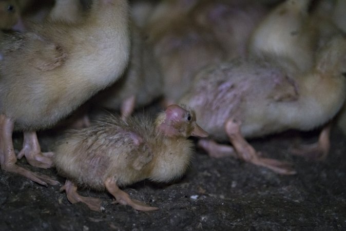 Australian duck farming