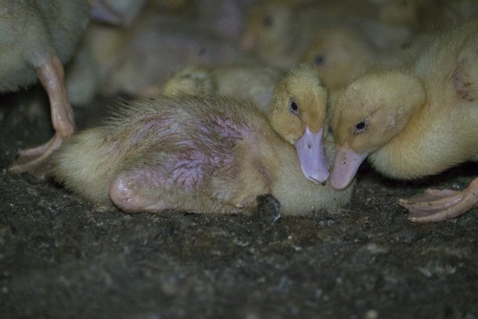 Australian duck farming