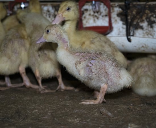 Australian duck farming