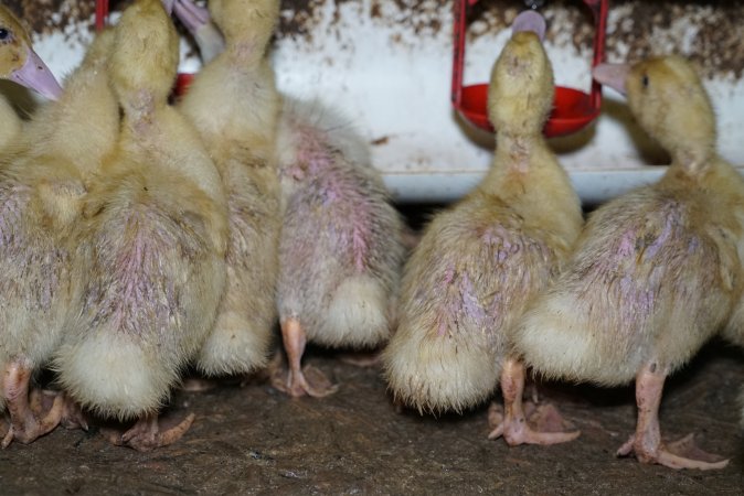 Australian duck farming