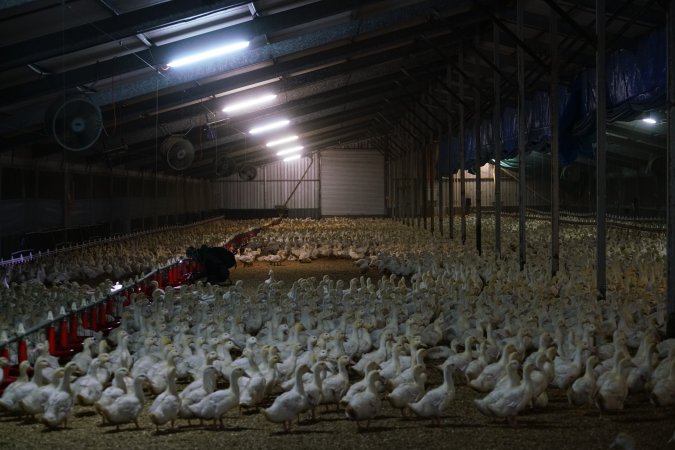 Australian duck farming