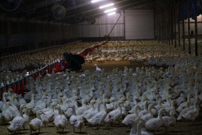 Australian duck farming