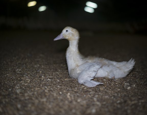 Australian duck farming