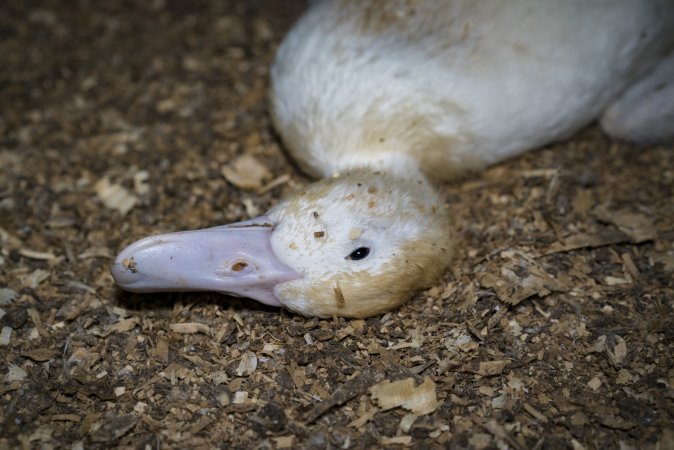 Australian duck farming