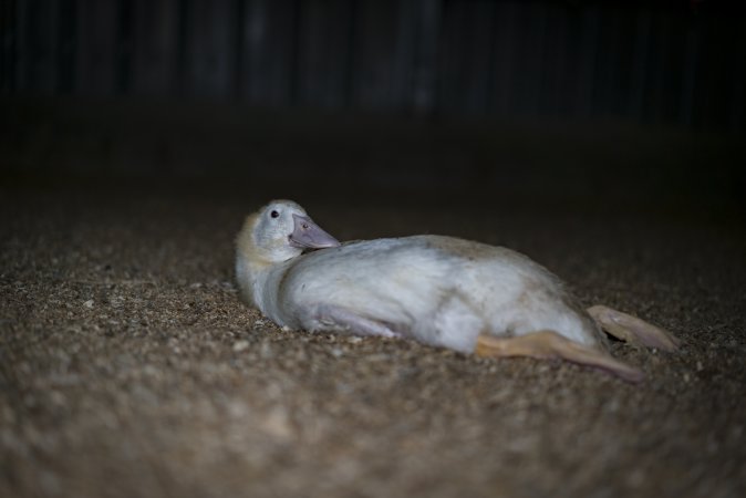 Australian duck farming