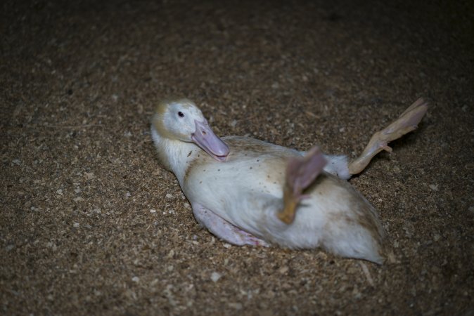 Australian duck farming