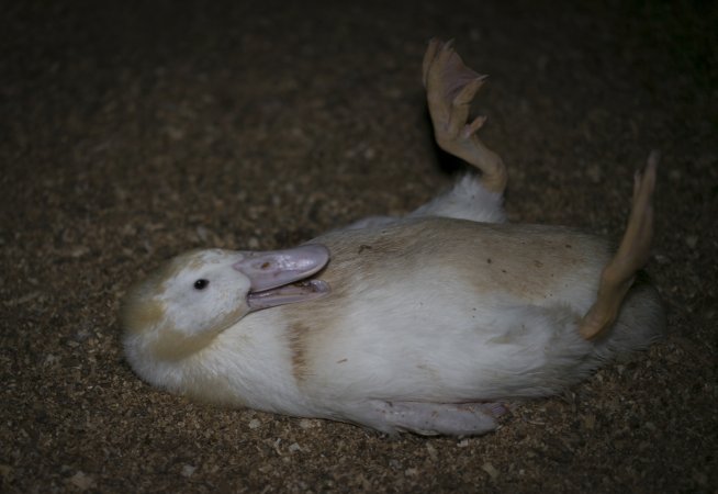 Australian duck farming