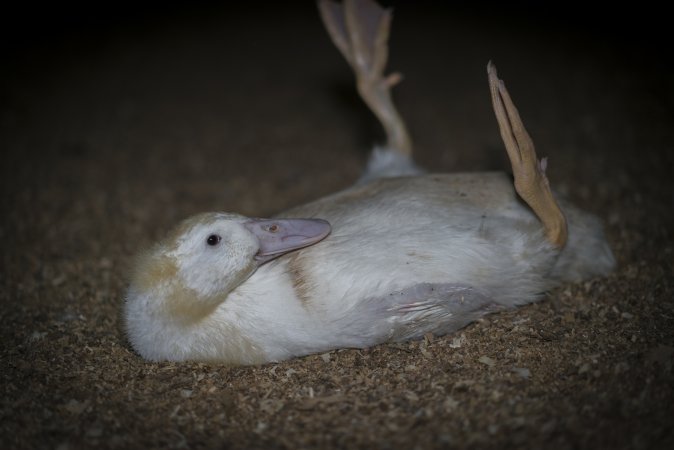 Australian duck farming