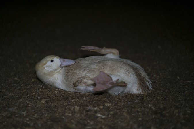 Australian duck farming