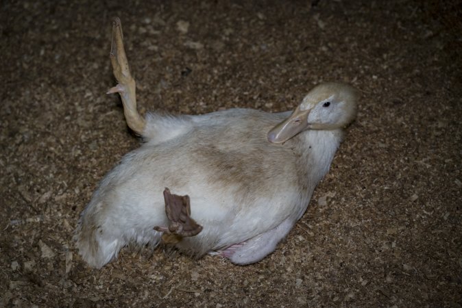 Australian duck farming