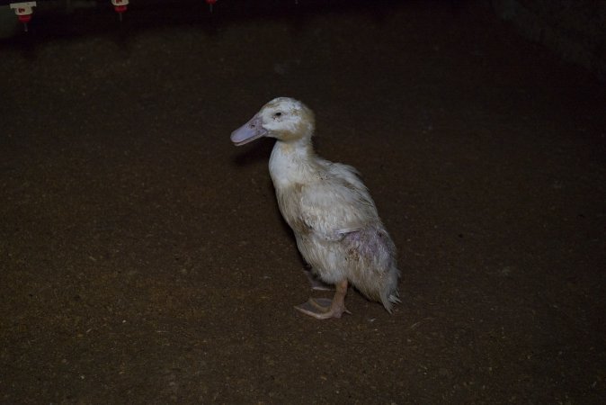 Australian duck farming