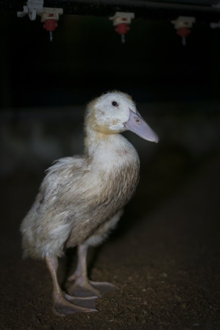 Australian duck farming