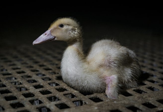 Australian duck farming