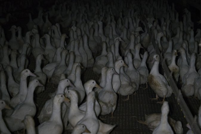 Australian duck farming