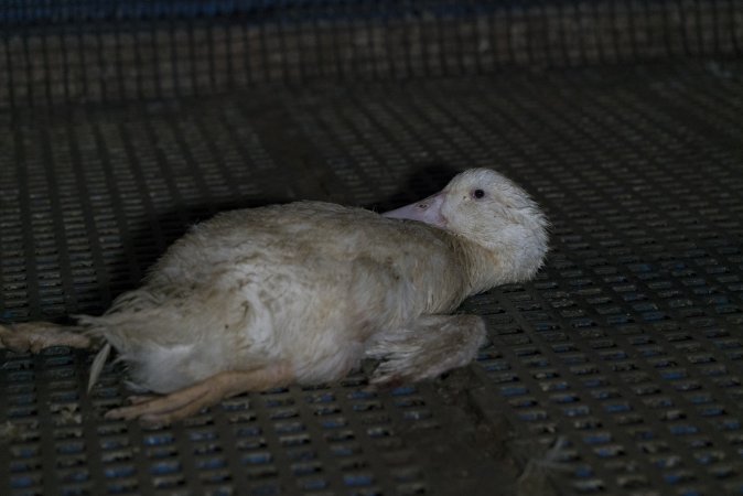 Australian duck farming