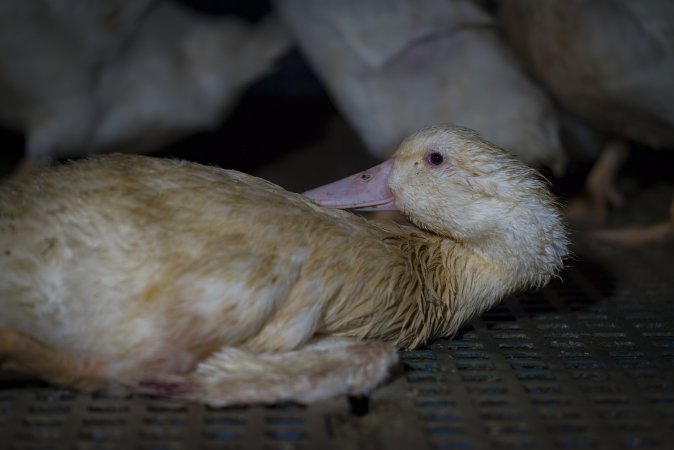 Australian duck farming