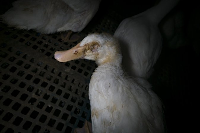 Australian duck farming