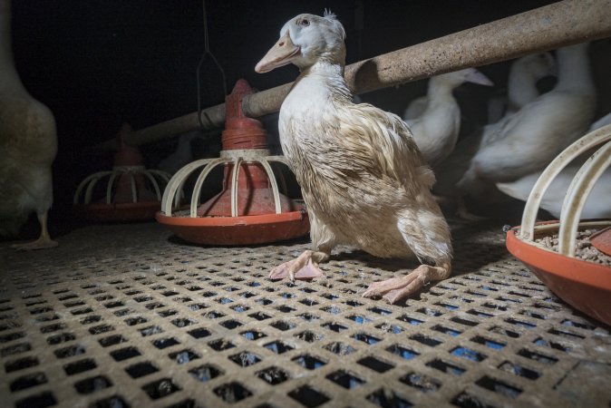 Australian duck farming