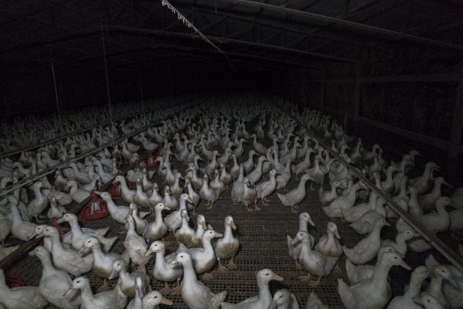 Australian duck farming