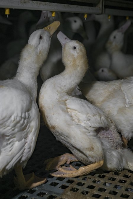 Australian duck farming