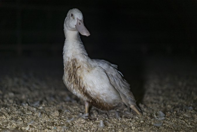 Australian duck farming