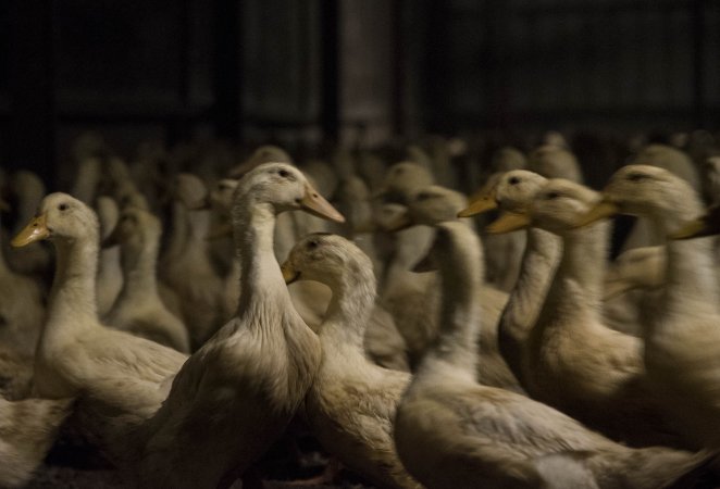 Australian duck farming