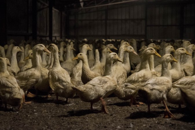 Australian duck farming