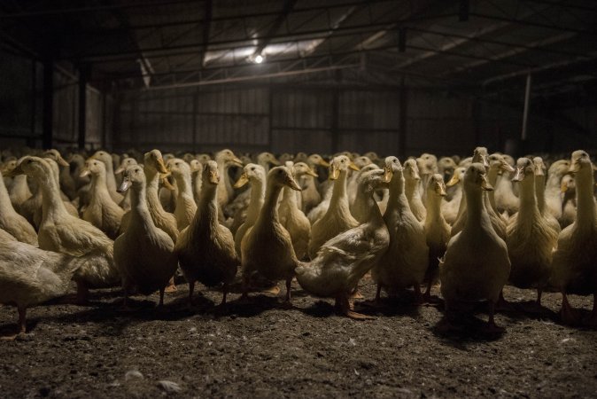 Australian duck farming