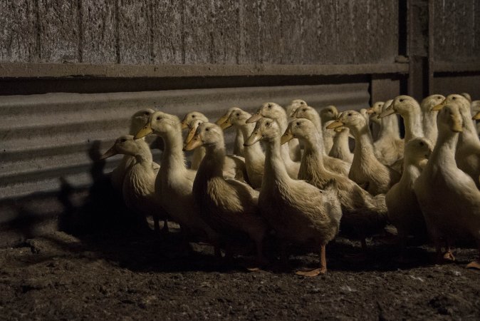 Australian duck farming