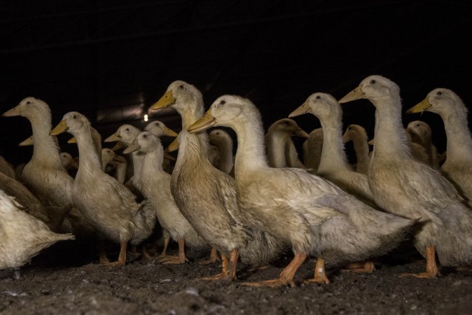 Australian duck farming