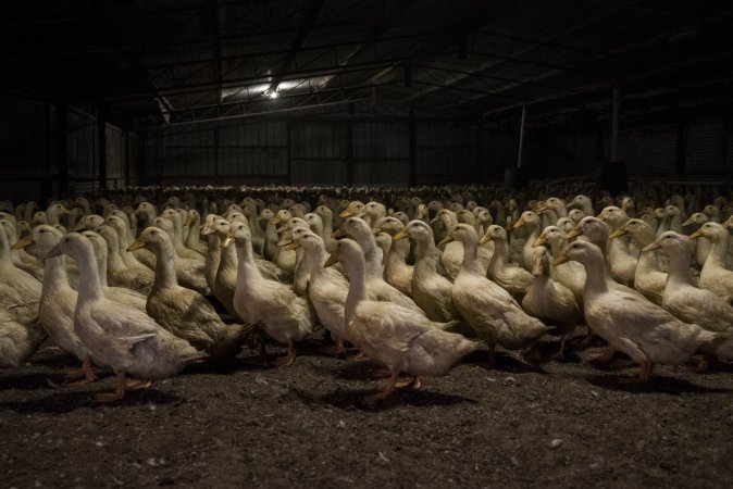 Australian duck farming