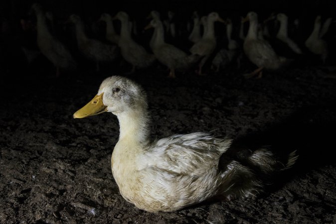 Australian duck farming