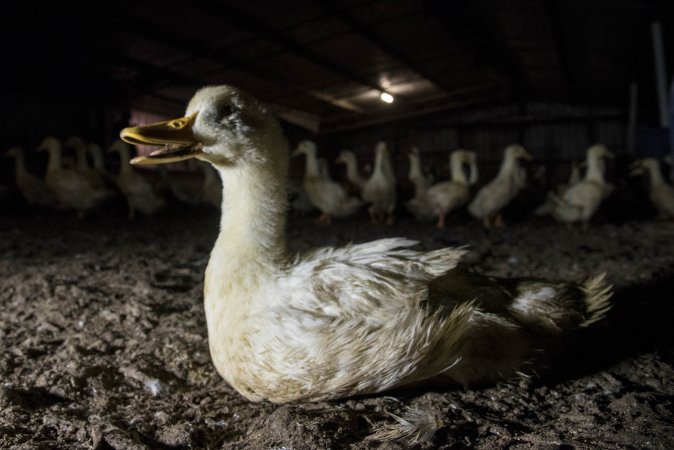 Australian duck farming