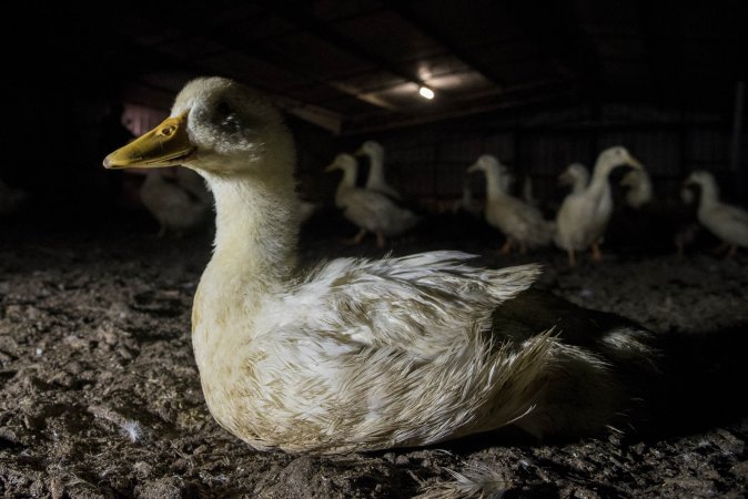 Australian duck farming