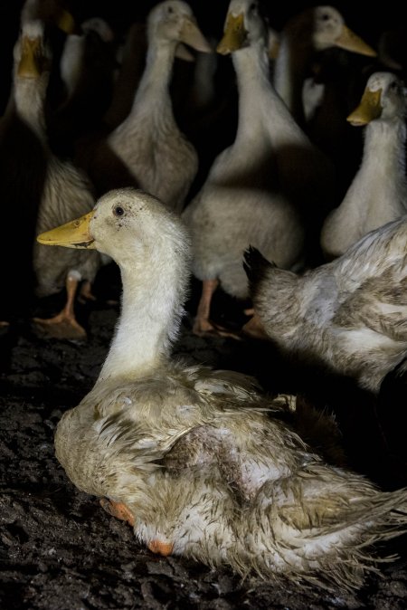 Australian duck farming