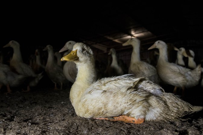 Australian duck farming