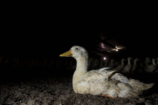 Australian duck farming