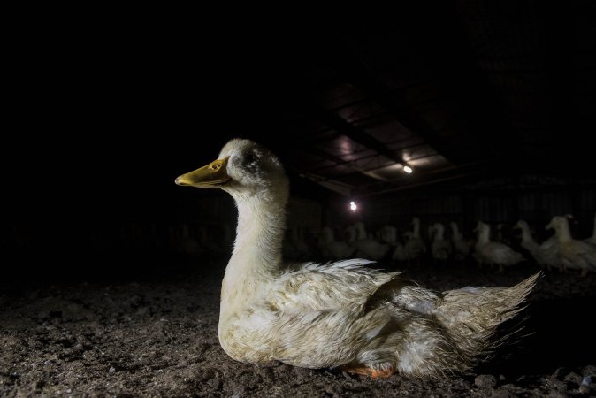 Australian duck farming