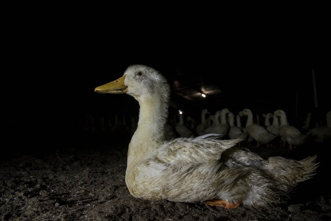 Australian duck farming