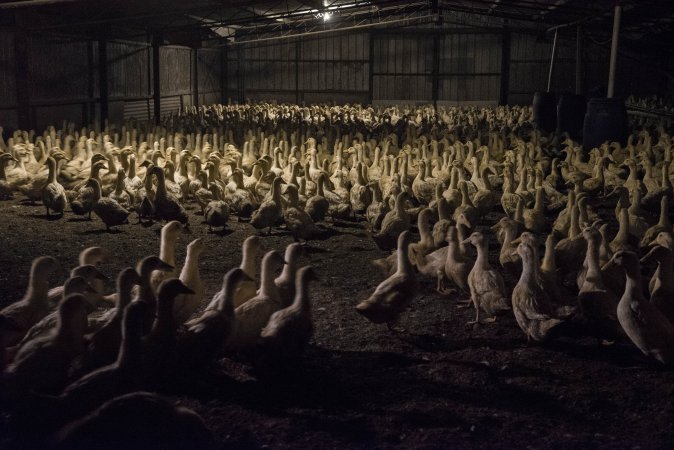 Australian duck farming