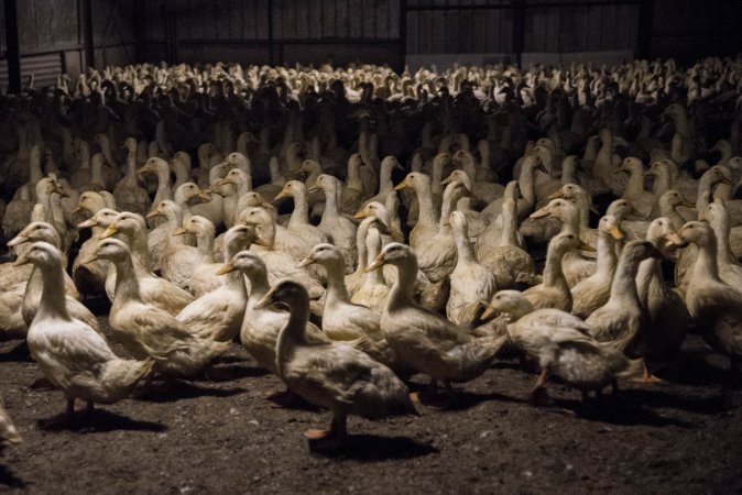 Australian duck farming