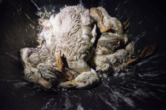 Australian duck farming